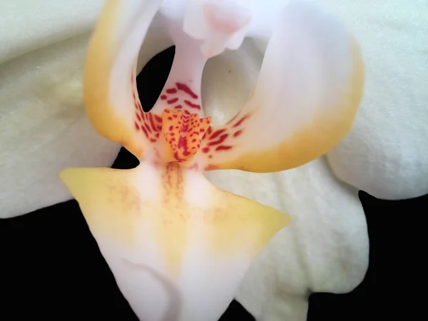 Flor amarela da orquídea em um fundo preto — Fotografia de Stock