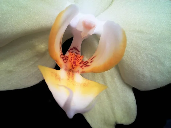 Flor amarela da orquídea em um fundo preto — Fotografia de Stock