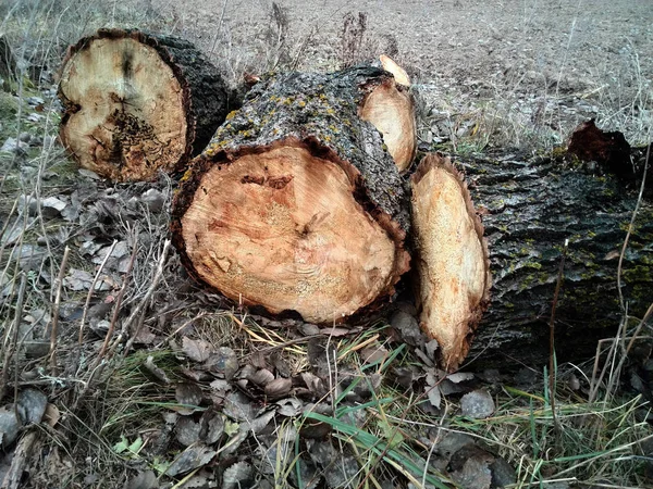 Günlük doğal ahşap doku — Stok fotoğraf