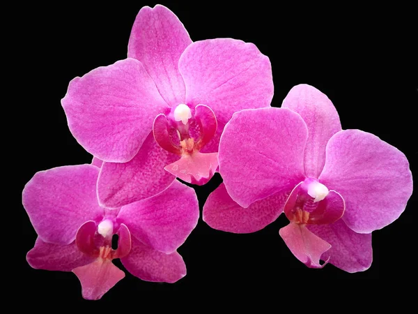 Flores de orquídea em um fundo preto Imagens Royalty-Free