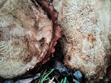 Ahşap doku arka plan doğal