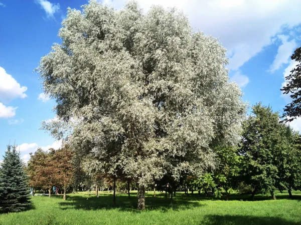 Piękny zielony park z drzewami — Zdjęcie stockowe