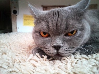 Bir kedi bir halı üzerinde uyuyor