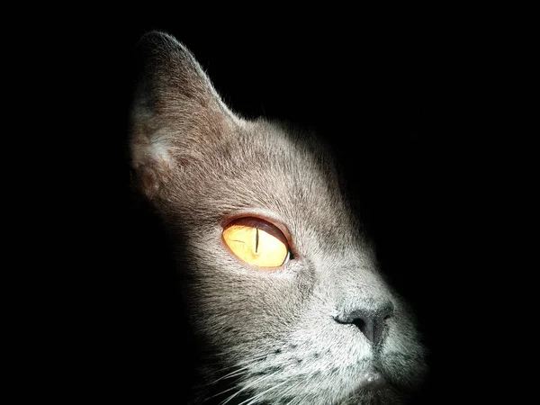 Olhos de gato laranja no fundo preto — Fotografia de Stock