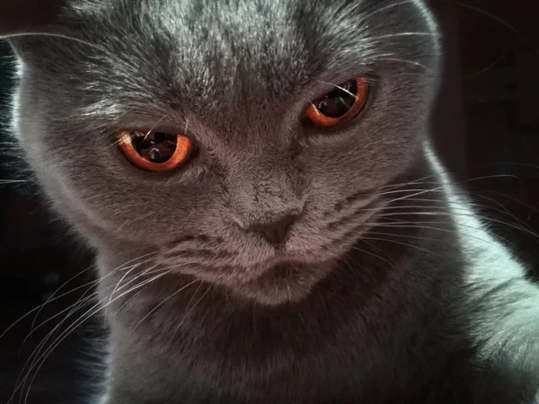 Портрет кота на чорному тлі Стокове Зображення
