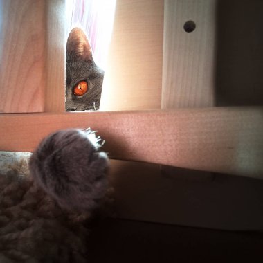 Dışarı bir göz atmayı kedi