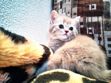 Fotoğraf çekimi küçük bir kedi yavrusu