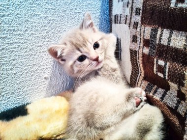 Fotoğraf çekimi küçük bir kedi yavrusu