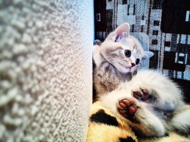 Fotoğraf çekimi küçük bir kedi yavrusu