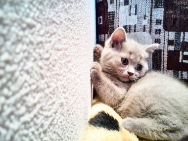 Fotoğraf çekimi küçük bir kedi yavrusu