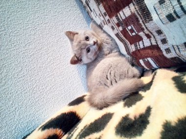 Fotoğraf çekimi küçük bir kedi yavrusu