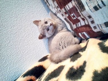 Fotoğraf çekimi küçük bir kedi yavrusu