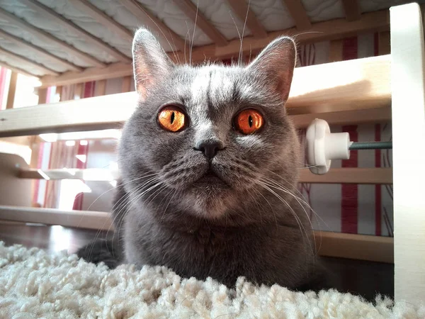 Porträt einer Katze — Stockfoto