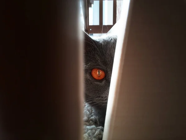 Cat peeking out of one eye — Stock Photo, Image