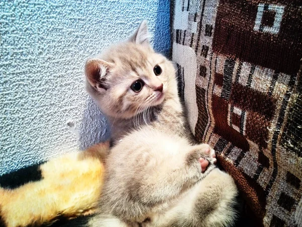 Fotosession en liten kattunge — Stockfoto