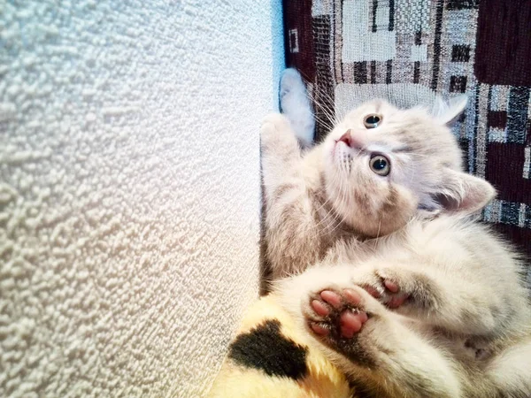 Fotoshooting ein kleines Kätzchen — Stockfoto