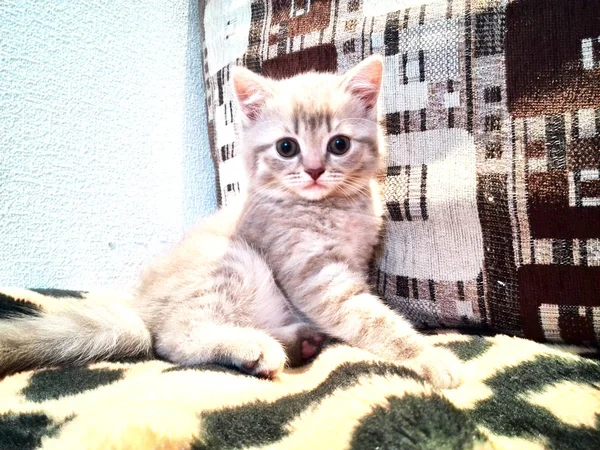 Sesja zdjęciowa mały kotek — Zdjęcie stockowe