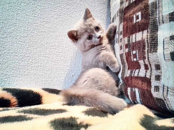 Фотосессия маленький котенок — стоковое фото