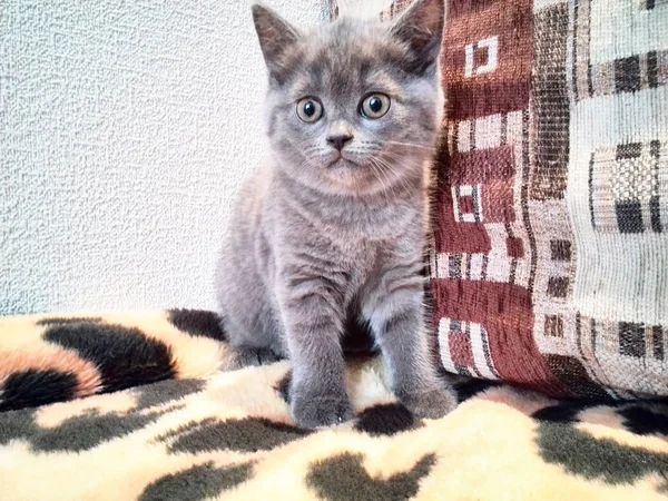 Fotoğraf çekimi küçük bir kedi yavrusu — Stok fotoğraf
