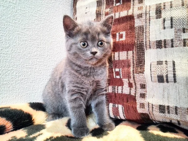 Фотосесія маленького кошеняти Ліцензійні Стокові Фото