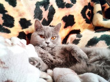 Kedi yumuşak halı üzerinde