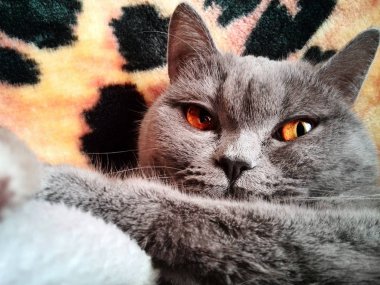 Kedi yumuşak halı üzerinde