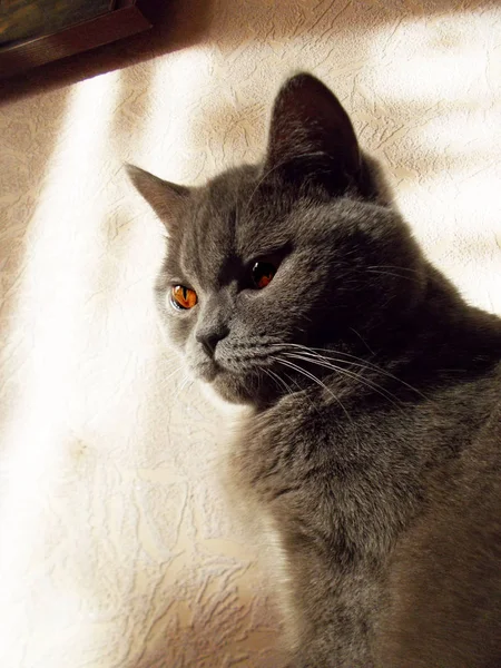 Kedi sakindir — Stok fotoğraf