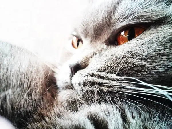 Cat on soft rug — Stock Photo, Image