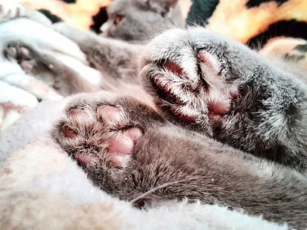 Cat on soft rug — Stock Photo, Image