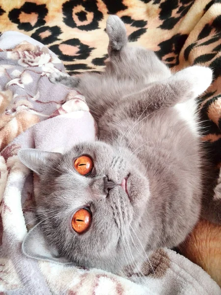 软地毯上的猫 — 图库照片