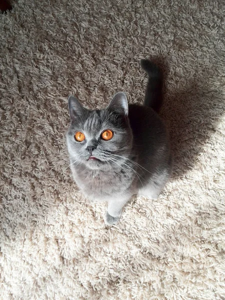 Le chat sur le tapis — Photo