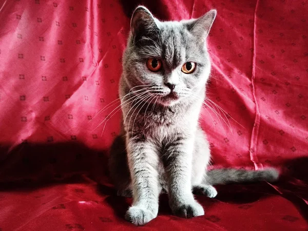 Gato em um fundo vermelho — Fotografia de Stock