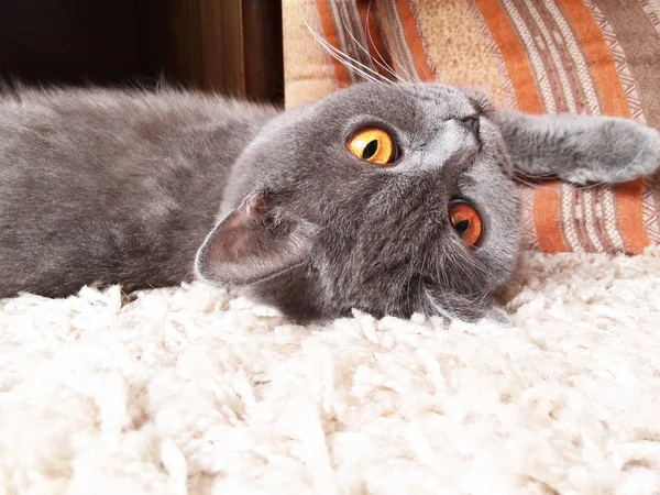 Кот на ковре — стоковое фото