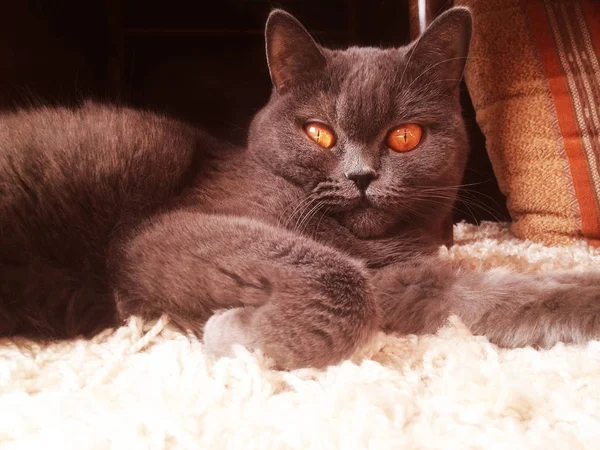 El gato en la alfombra —  Fotos de Stock