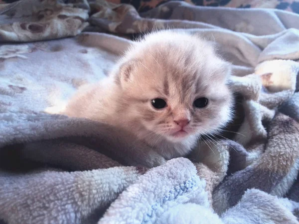 Very cute little kitten — Stock Photo, Image