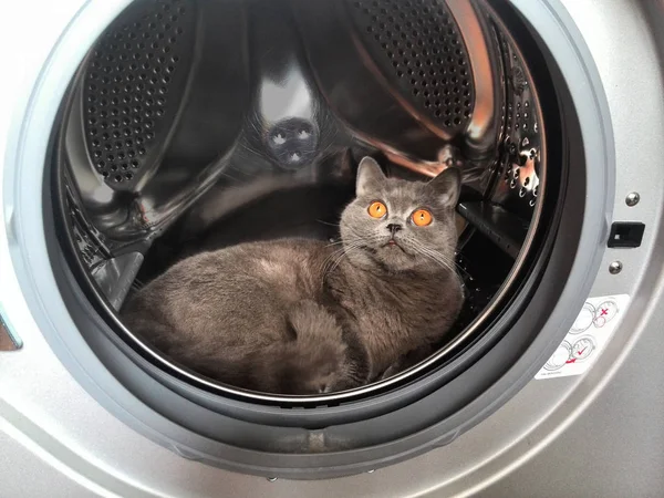 Macska a mosógépben Jogdíjmentes Stock Fotók