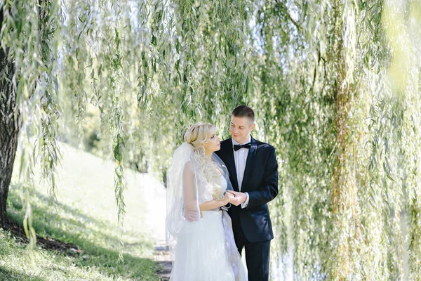 Frischvermählte im Park unter einer Weide — Stockfoto