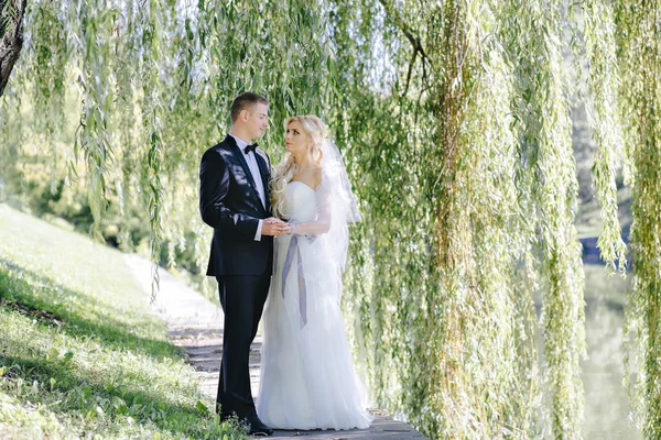 신혼 부부는 버드 나무 아래 공원에서 — 스톡 사진