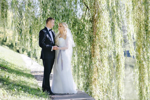 Frischvermählte im Park unter einer Weide — Stockfoto