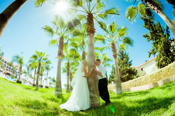 Huwelijksfoto's onder de palmbomen — Stockfoto