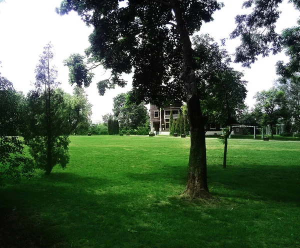 Natuur in het park — Stockfoto