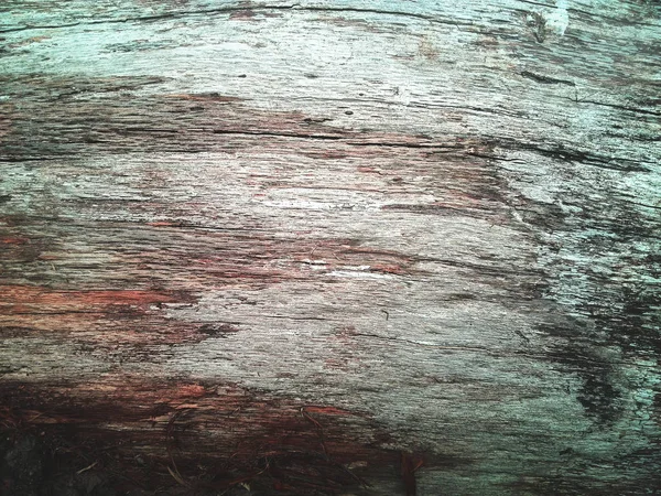 木の丸太の構造 — ストック写真
