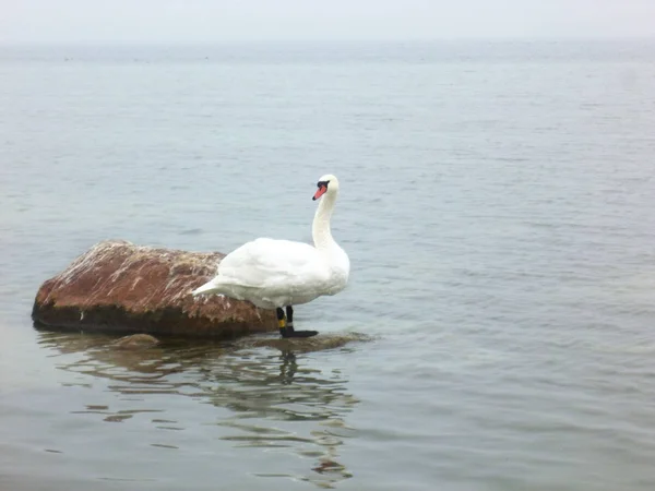 Cygne blanc dans l'eau — Photo