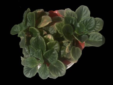 Menekşe Siyah arka plan üzerine