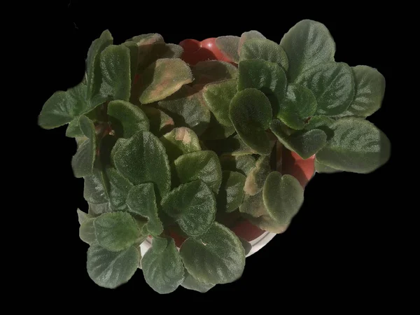 Menekşe Siyah arka plan üzerine