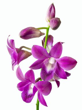 hassas kırmızı pembe phalaenopsis orkide çiçek
