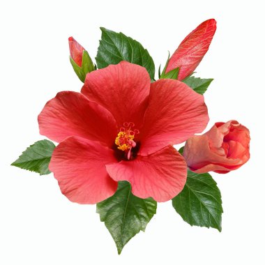 pembe hibiscus çiçek yaprakları ve beyaz backgrou izole tomurcukları