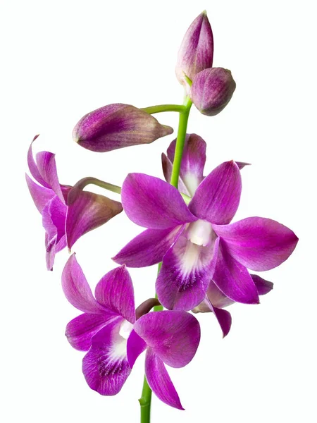 hassas kırmızı pembe phalaenopsis orkide çiçek