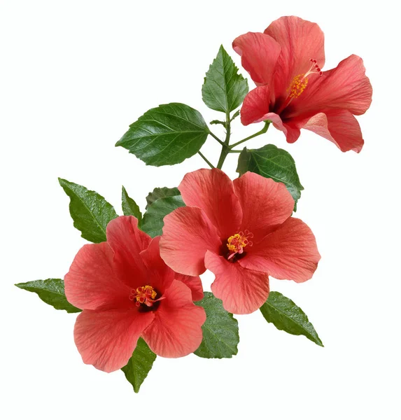 Рожеві квіти гібіскуса і бутони — стокове фото