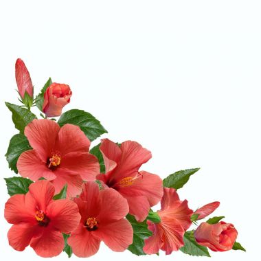 pembe hibiscus çiçek ve tomurcukları